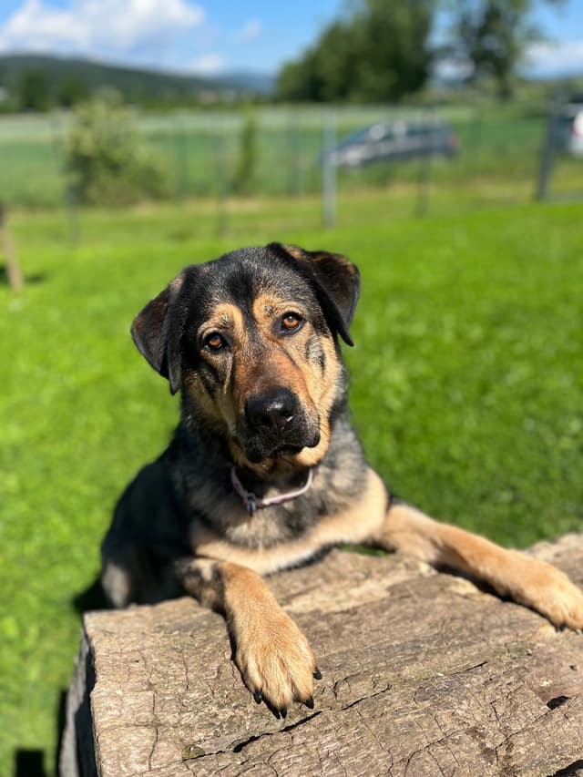 Lulu pes samica